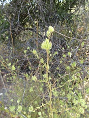 cordylanthus rigidus